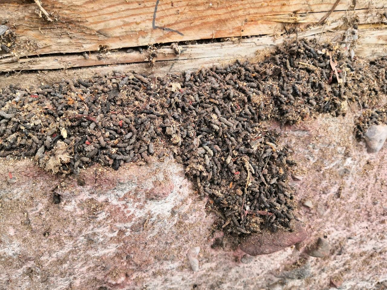 Lähikuva lepakon ulostekertymästä puurakenteen päällä.