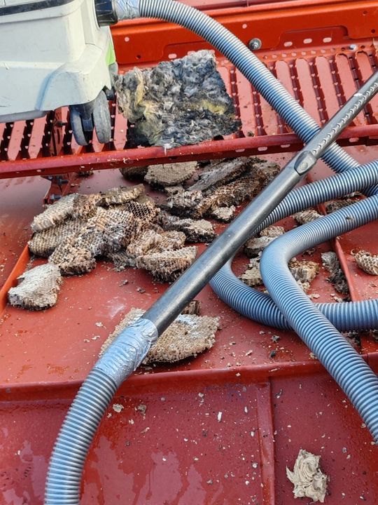 Ampiaispesän kennostoa poiston jälkeen
