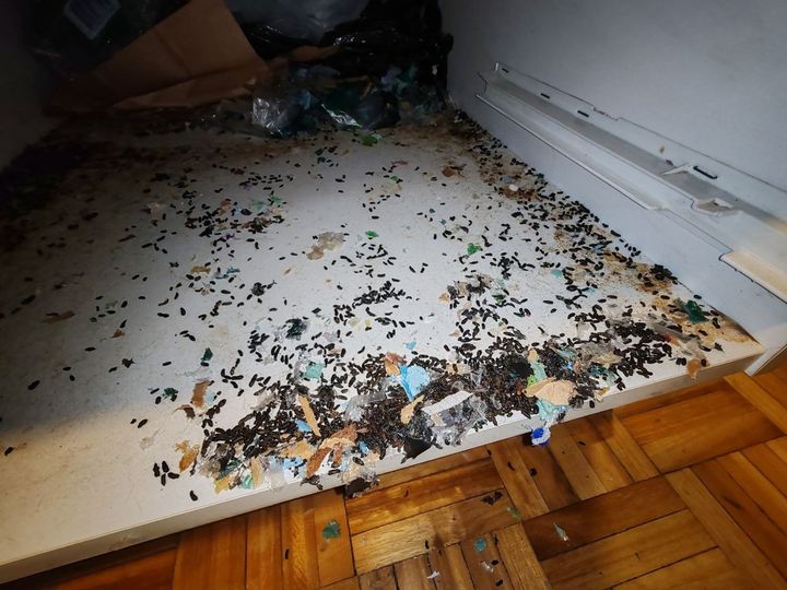 Jyrsijän papanoita ja kaluttua pakkausmateriaalia kaapin pohjalla