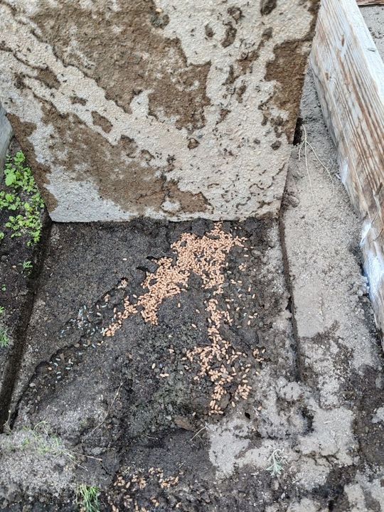 Muurahaispesä rakennuksen sokkelin vieressä, koteloita hiekassa